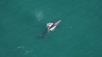 'Should not really exist in these waters': Scientists spot gray whale, thought to be extinct in the Atlantic, off Massachusetts coast | Live Science