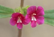 Mimulus bolanderi