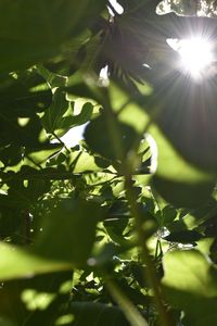 Catching the sun through the fig tree #figtree #leaves #green #garden #fig #sunshine #lush