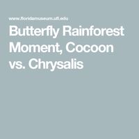 Butterfly Rainforest Moment, Cocoon vs. Chrysalis