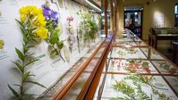 Glass Flowers: The Ware Collection of Blaschka Glass Models of Plants | Harvard Museum of Natural History