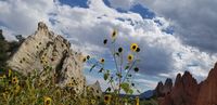 Sunflower majestic beauty