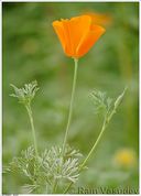 Eschscholzia californica