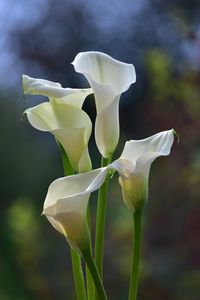 Calla Lilies by Heidi-V-Art