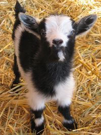 Maisy Born 6-11-12 Pygmy goat