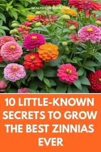 Learn the step-by-step process of how to grow zinnias from seed and add a burst of colorful blooms to your garden! Discover essential tips for planting, watering, and caring for zinnia seeds. From selecting the right soil to managing sunlight exposure, this guide covers everything you need to know about growing zinnias successfully. Whether you're a beginner or seasoned gardener, cultivating zinnias from seed is a rewarding experience that will bring beauty and vibrancy to your outdoor space.