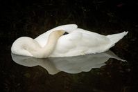 Swan Sleeping While Floating in a Pond