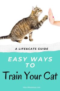 Use clicker training to teach your cat tricks and positive behaviors.