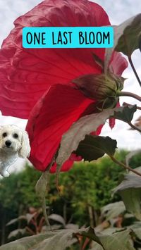 Cranberry Crush Hibiscus, a Michigan Perennial