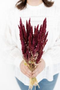 Beautiful bunch of naturally dried Amaranthus, also known as Amaranth, in the colour red. High quality and professionally dried. Buy now online beautiful full bunches of about 45 cm length. Fast and safe delivery services!