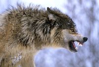 Gray wolf snarling