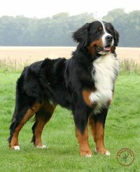 Bernese Mountain Dog (Bernies) also known as Berner Sennenhund, this dog is a giant bundle of happiness wrapped up in fuzzy Awesome. Also, their an… | Pinteres…