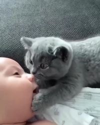 Funny videos | Funny cat | Cat and baby