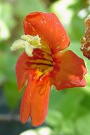 Mimulus cardinalis