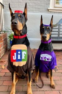 We love seeing families dressed up with their pets for Halloween! Dogs in costume! Cats in costume! Kids with their pets! Parents with their pets! 📸: @beckett_jovie_dobermans on IG