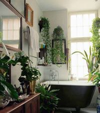 Lots of plants in the bathroom.