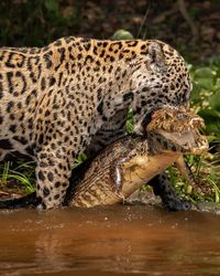 Jaguar (Panthera onca) / Image by biologu_gaspari (Gustavo Gaspari) from instagram