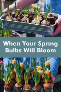 This Is When Your Bulbs Will Bloom in Spring – From Early Risers to Late Bloomers - Backyard Pests