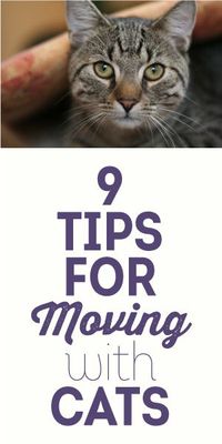 9 Tips For Moving With Cats #cathealthtips