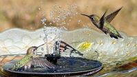 Turn An Old Tomato Cage Into A Stunning Birdbath For Your Feathered Friends - House Digest