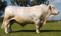 Cow Breed - Charolais