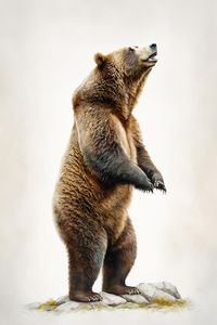 Brown bear standing on its hind legs wit... | Premium Photo #Freepik #photo #white-bear #ice-bear #grizzly-bear #grizzly