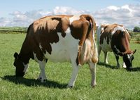 30 Best Cow Breeds for Meat and Milk You'll Want to Know About