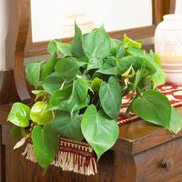 Heart-leaf philodendron is a durable foliage plant that has long been the backbone of indoor gardening. It has pretty, heart-shape leaves and adapts well to low-light spots. It is often grown with stems trailing over the edge of bookshelves or large pieces of furniture.