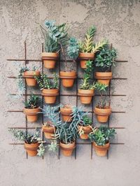 Wall of plants