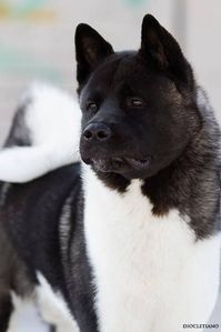 Akita