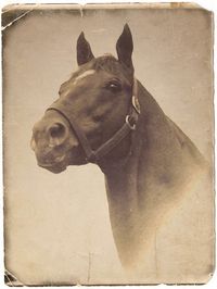 Vintage photo of Man o'War (Fair Trial - Marubah), the sire of War Admiral and grandsire of Seabiscuit.