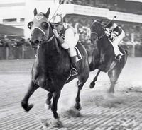 Probably the most famous photo of the legendary Seabiscuit, beating "the fastest horse in the world" War Admiral at Pimlico, November 1st, 1938. Both horse and jockey George Woolf gaze right into the camera while all else is a blur.  (Photo by Jerry Cooke/Sports Illustrated)