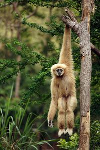 Hanging Around #animals