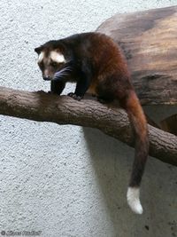 Image - Paguma larvata leucomystax (Sumatran Masked Palm Civet) | BioLib.cz