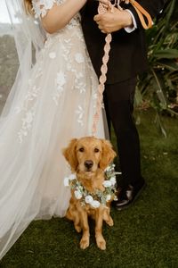 A furry friend steals the show in this heartwarming wedding photo. With a gleaming golden coat and an infectious smile, this lovable companion adds an extra dose of happiness to the celebration. Captured amidst the love and laughter of the day, this charming golden retriever embodies loyalty and friendship, making memories that will last a lifetime. Perfect for dog lovers and wedding enthusiasts alike, this adorable moment is sure to inspire smiles and warm hearts. Pin it now for a touch of canine magic on your special day! #GoldenRetriever #WeddingDay #FurryFriend #JoyfulMoments #PinterestPerfection