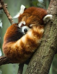 Red Panda ©Amiee Stubbs Photography