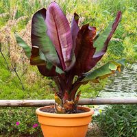 Red Abyssinian Banana Trees for Sale – FastGrowingTrees.com