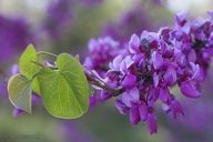 Cercis occidentalis