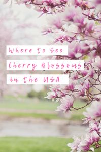 Want to see Japan's infamous cherry blossoms here in the USA?  Check out these 11 destinations in the United States that feature stunning displays of lush pink and white cherry blossoms in early spring!  #travel #travelgram #instatravel #wanderlust #cherryblossoms #cherrytrees #cherryblossomfestival #unitedstates #USA