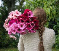 Sett farge på tilværelsen med germini. Dette er blomsten som gjør hverdagen litt lysere og gladere.