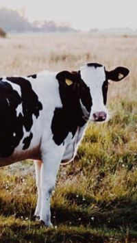 Prim’holstein