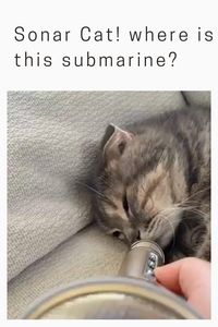 Sonar Cat! where is this submarine?😅🙀 😍follow @ecosenpai❗ because you want more😅The best video about animals! funny poodle videos | funny animal videos | funny animal videos can't stop laughing hilarious | cute animal videos animal videoys | baby animals videos | wild animal videos | pet videos | funny and dog videos | animal videos funny dogs | videos animales | animals beautiful videos | animals aesthetic videos | funny animal gifs#cuteanimals#animalsvideos #funnyvideos#cutevideos#animals