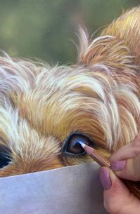 Painting a Dog Eye in Pastel Pencil