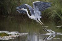 Take off | Grey heron | Peter Bolliger | Flickr