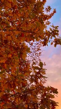 #fall #leaves #autumn #trees #nature #sky #sunset #summer #moon #pumpkins #aesthetic #cat #clouds #art #vibes #spooky #october #uggs