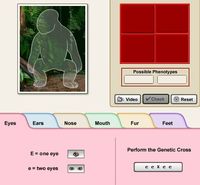 Punnett Square Virtual Lab