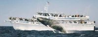 Gloucester Whale Watch in Gloucester Massachusetts - Boston MA Best Whale Watch