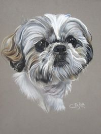 Portrait de Shih-Tzu aux pastels