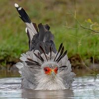 Secretary Bird / Messager sagittaire / Image by naser_alfoudari (Naser Al Foudari) from instagram