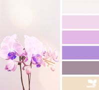 Orchid Hues | Design Seeds